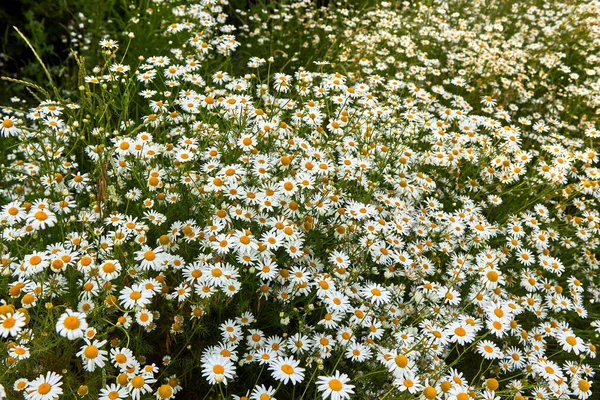 Field Fehér Kamillák Virágok Közelkép Gyönyörű Természeti Jelenet Sok Virágzó — Stock Fotó