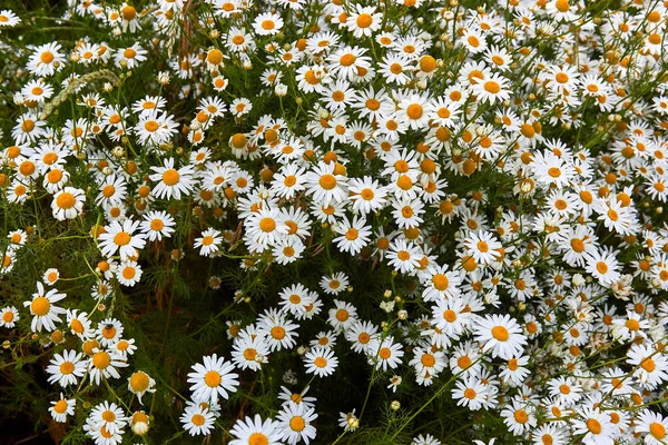 Veld Grote Witte Kamille Bloemen Close Prachtige Natuur Met Veel — Stockfoto