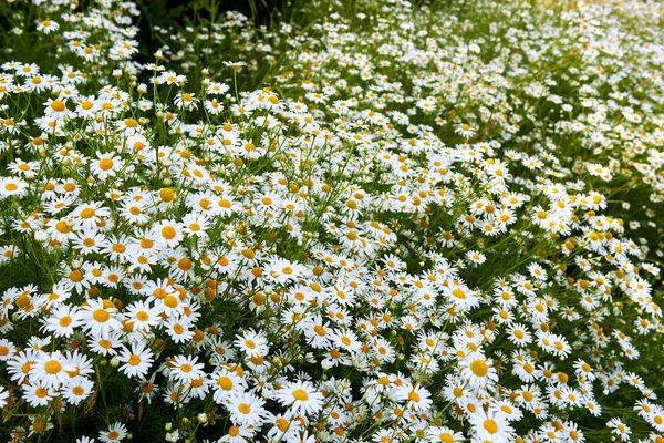 Campo Grandes Camomilas Brancas Flores Closeup Cena Natureza Verão Com — Fotografia de Stock