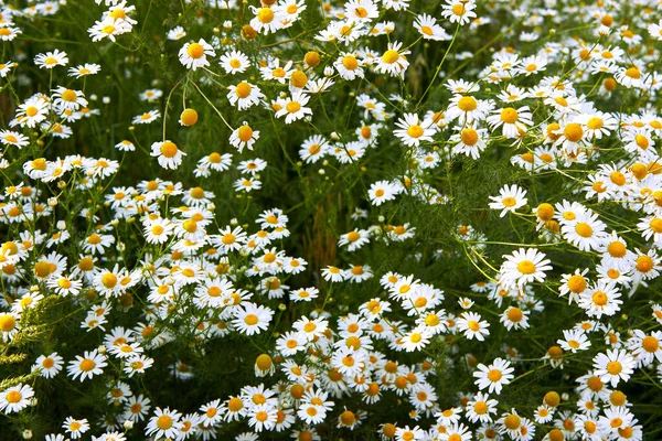 Büyük beyaz papatya çiçekleri. Çiçek açan tıbbi papatyaları olan yaz doğası geçmişi. Güzel çayır. Çiçek konsepti.