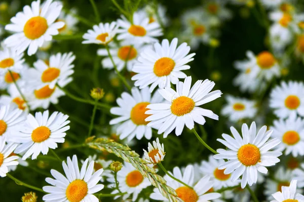 Grandes Camomilas Brancas Flores Spikelet Closeup Fundo Natureza Verão Com — Fotografia de Stock