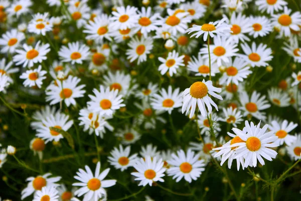 Grote Witte Kamille Bloemen Close Zomer Natuur Achtergrond Met Bloeiende — Stockfoto