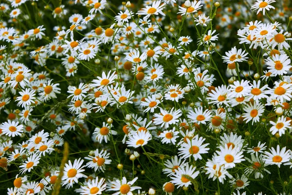Bir sürü beyaz papatya çiçeği kapanıyor. Çiçek açan tıbbi papatyaları olan yaz doğası geçmişi. Çiçek çayırı. 