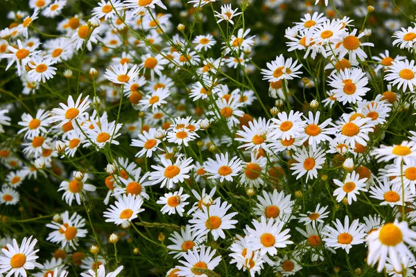 Campo Camomilas Brancas Flores Closeup Fundo Natureza Verão Com Camomilas — Fotografia de Stock