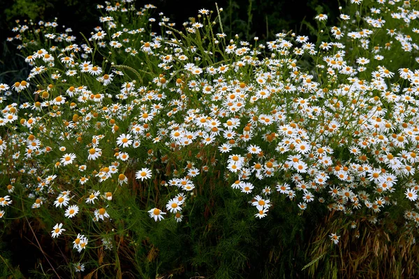 들판의 마일같은 여름의 자연적 꽃피는 의학적 보호자 — 스톡 사진