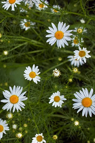 Dużo Białych Rumianków Letnie Tło Natury Kwitnącymi Rumiankami Zbliżenie Stokrotek — Zdjęcie stockowe