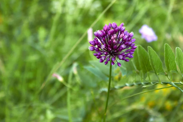 Yabani soğan çiçeği. Mor renkli, küçük tohumlu, şehvetli, küresel bir şişkinlik. Yan görüş. Yabani çiçekler. Yaz bitkisi arka planı.