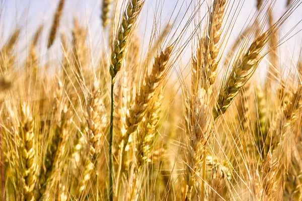 Spikning Gyllene Öron Vete Närbild Bakgrunden Ett Gyllene Fält Temat — Stockfoto