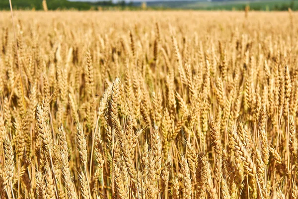 Spikning Gyllene Öron Vete Mot Bakgrund Avlägsen Grön Äng Temat — Stockfoto