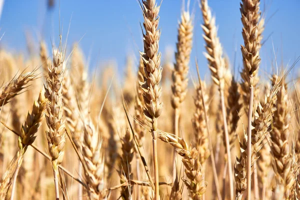 Mavi gökyüzüne altın buğday dikeni. Tarım teması, zengin bir hasat, tarım. Olgunlaşan buğday başaklarının kırsal doğa manzarası.