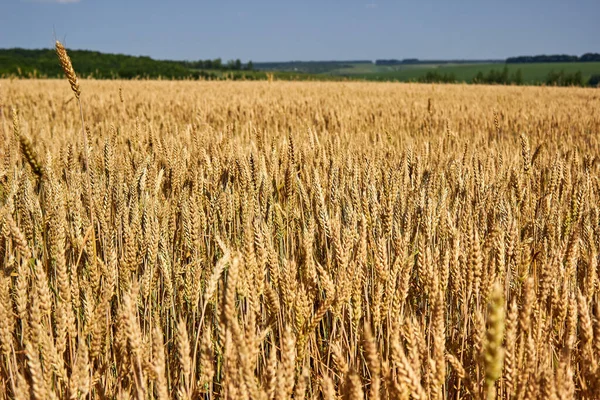 Campo Dourado Trigo Está Amadurecendo Espiguetas Trigo Fundo Prado Verde — Fotografia de Stock