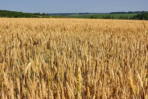 Campo Dourado Trigo Está Amadurecendo Espiguetas Trigo Fundo Prado Verde — Fotografia de Stock