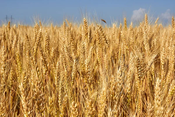 Gouden Tarweoren Tegen Blauwe Wolk Het Thema Van Landbouw Een — Stockfoto