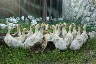 Çiftlikteki kümes hayvanları. Bir çitin arkasında bir grup yerli ördek ve küçük yerel ızgaralar..
