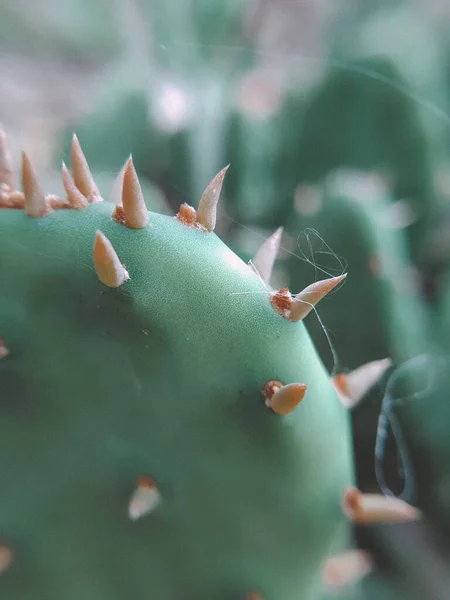 Belle Photo Sombre Atmosphérique Cactus Vert Forme Ronde Avec Des — Photo