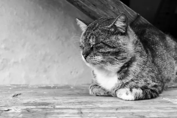 Siyah beyaz fotoğraf. Melez gri çizgili bir kedi pençeleri kapalı bir pozisyonda açık bir masada huzur içinde uyuyor. Kedi uyuyor numarası yapıyor olabilir, canı sıkılmış olabilir..