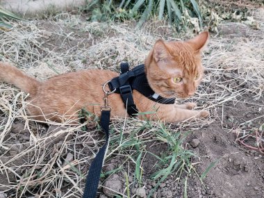 Walking a domestic red cat on a leash on the street in summer. A mongrel disgruntled cat in a black harness lies on the ground, dry grass.