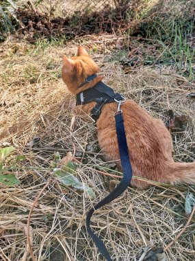 A homemade red striped cat on a walk on a leash. A cat in a black harness lies on dry grass in autumn. Side view of the pet.