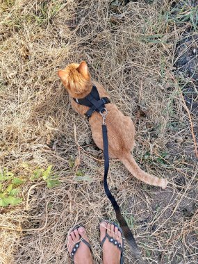 A homemade red striped cat on a walk on a leash. A cat in a black harness lies on dry grass in autumn. Top view of the animal and the female legs of the owner of the pet.