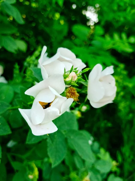 Closed White Rosehip Buds Close Background Bright Green Foliage Black — Photo