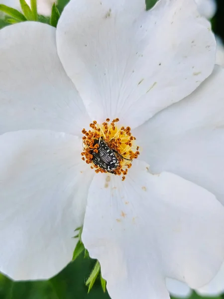 May Beetle Mediterranean Spotted Chafer White Rosehip Flower Close Insect — Stok fotoğraf