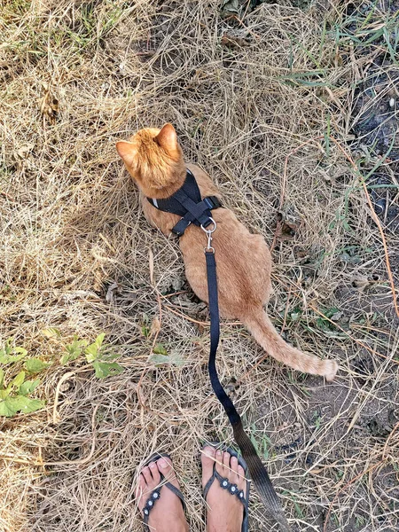 Домашній Червоний Смугастий Кіт Прогулянці Повідку Кіт Чорному Вбранні Лежить — стокове фото