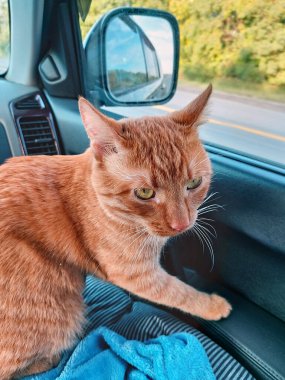 Traveling by car with pets. A car ride with a red cat. The red cat is worried. A red striped cat looks dissatisfied. The theme of pets, travel.