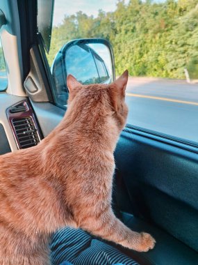 Traveling by car with pets. A car ride with a red cat. The red cat is worried. A red striped cat looks out of the car window. The theme of pets, travel.