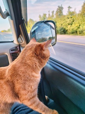 Traveling by car with pets. A car ride with a red cat. The red cat is worried. Dissatisfied red striped cat looks out of the car window at the road. The theme of pets, travel. 