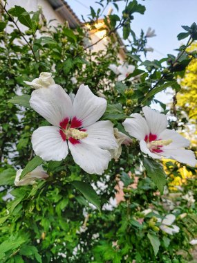 White syrian hibiscus with a red core. Bright floral and summer background. A flowering hibiscus bush in summer. A beautiful large color flower on a bush. Template for social networks stories.