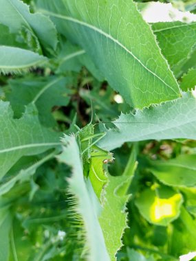 Green grasshopper sitting on young green leaves, grass. View of the insect from behind. Mimicry in nature. Natural botanical background.