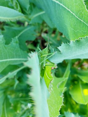 Green grasshopper sitting on young green leaves or grass. View of the insect from behind. Mimicry in nature. Natural botanical background.