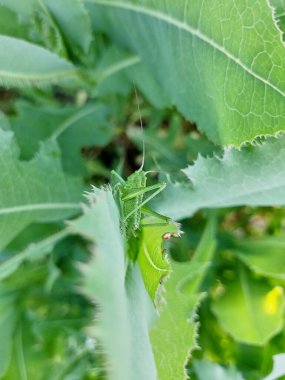 Green grasshopper sitting on young green grass or leaves. View of the insect from behind. Mimicry in nature. Natural botanical background.