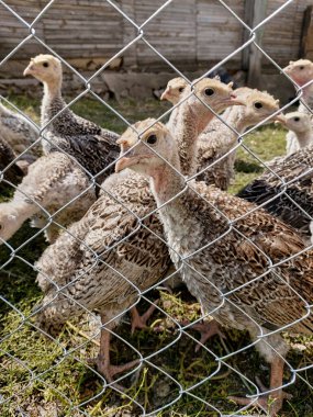 Turkeys in a cage. A curious turkey. Young turkeys look through the fence net. Raising turkey chicks on a farm. The topic of farming, breeding of farm birds. Vertical photo.