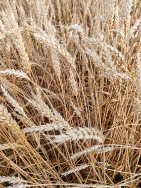 Spiking golden ears of wheat close-up on the background of a field. The theme of agriculture, a rich harvest, farming. Background of ripening ears of wheat field and sunlight. Crops field. 