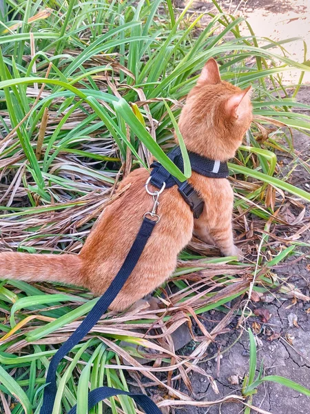 Domestic Red Striped Cat Walk Leash Cat Black Harness Cat — Foto Stock