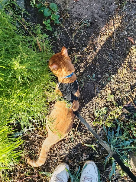 国内の赤い縞模様の猫が綱の上を歩いている 黒いハーネスの猫は緑の茂みを嗅ぎます ペットの所有者のスニーカーで動物や足のトップビュー — ストック写真