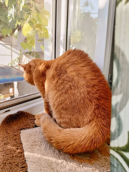 Cat Fluffed His Tail Out Fear Windowsill Mongrel Red Cat — Foto Stock