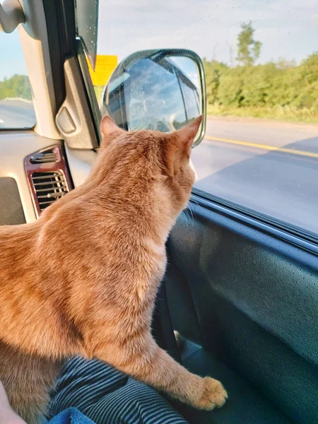 A red striped cat looks out of the car window. Traveling by car with pets. A car ride with a red cat. The red cat is worried. The theme of pets, travel.