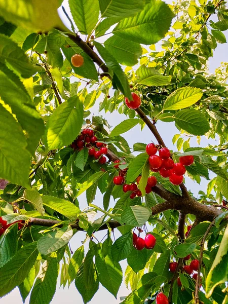 Mature cherry tree with green leaves and ripe fruits. Nature summer concept. Ripe cherries hanging from a cherry tree branch in the garden. Close-up view.