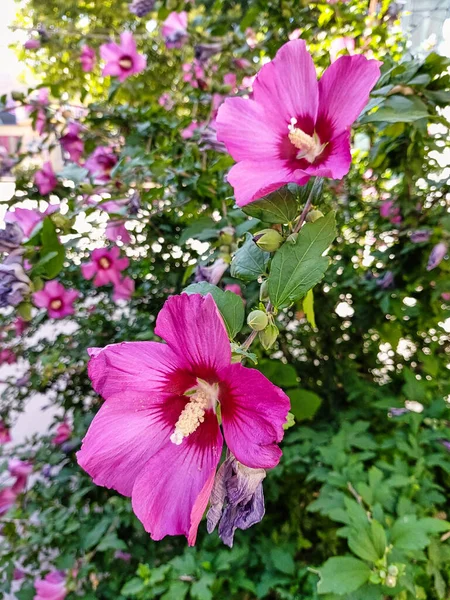 Pink Syrian Hibiscus Bright Floral Summer Background Flowering Hibiscus Bush — 图库照片