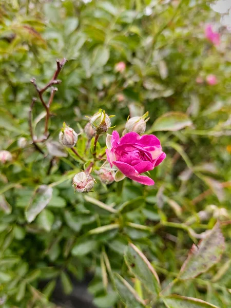 Unopened Pink Rosehip Flower Closed Buds Close Flowering Medicinal Plant — Zdjęcie stockowe