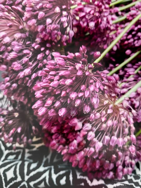 A bouquet of wild onion flowers. Wild flowers of the field.Wild onion, large, rounded purple inflorescences with seeds. Soft focus. Background for the design.