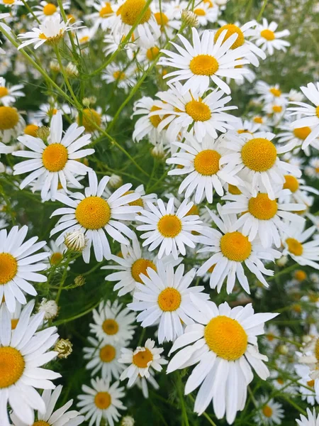 Lot White Chamomiles Flowers Closeup Summer Natural Background Blooming Medical — Zdjęcie stockowe