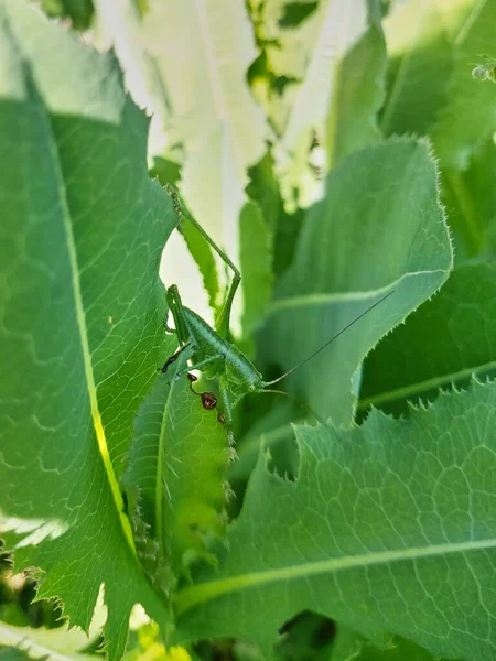 Green Grasshopper Sitting Young Green Leaves Grass Side View Insect — Stockfoto