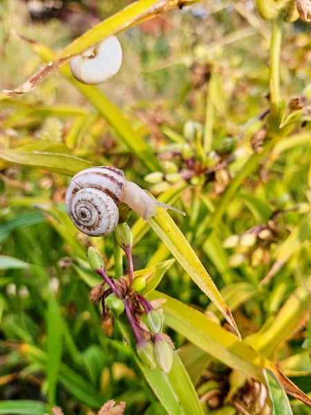 A small white snail on the green leaves of the plant. Side view. The snail crawls out of the shell. Vertical summer macro photo.