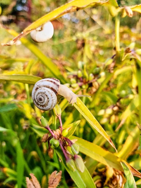 Small White Snail Green Leaves Plant Snail Crawls Out Shell — Zdjęcie stockowe