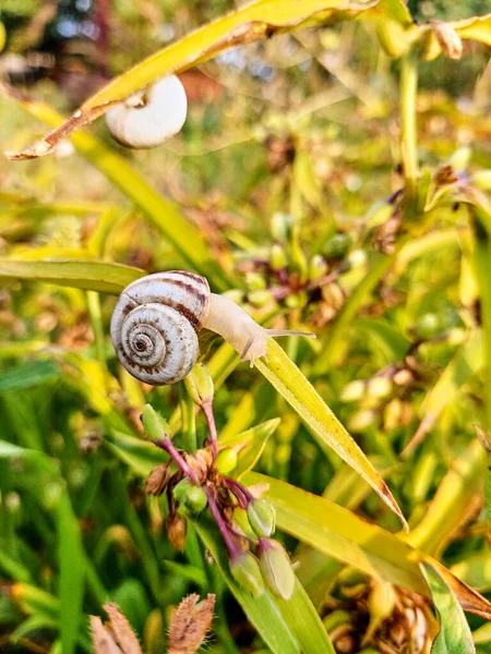 A small white snail on the green leaves of the plant. The snail crawls out of the shell. Vertical summer macro photo. Side view.