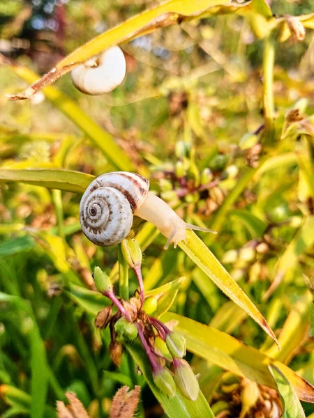 Small White Snail Green Leaves Plant Snail Crawls Out Shell — 스톡 사진