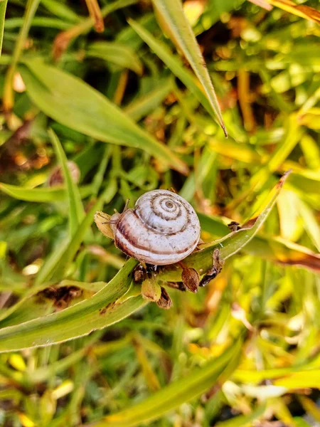 Small White Snail Green Leaves Plant Snail Hides Shell Snail — 图库照片